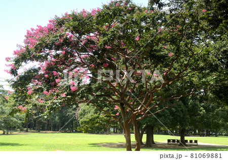 夏の花：サルスベリ 81069881