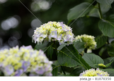 初夏のあじさいの花 千葉県多古町 日本の写真素材