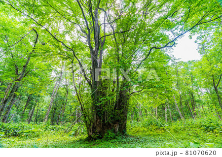 北海道・美瑛　森の神様 81070620