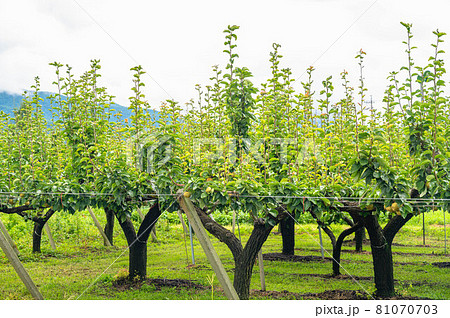 果樹園の梨の木 果樹園の梨の木 81070703