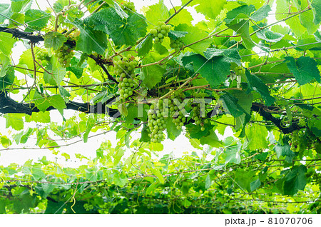 白ワイン用ぶどう 81070706