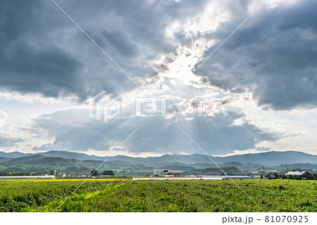 北海道・美瑛 国道237号富良野線 天使の階段 北海道・美瑛 国道237号富良野線 天使の階段 81070925
