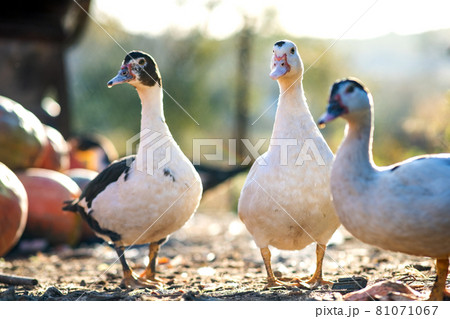 Ducks feed on traditional rural barnyard. Detail of a duck head. Close up of waterbird standing on barn yard. Free range poultry farming concept. Ducks feed on traditional rural barnyard. Detail of a duck head. Close up of waterbird standing on barn yard. Free range poultry farming concept. 81071067