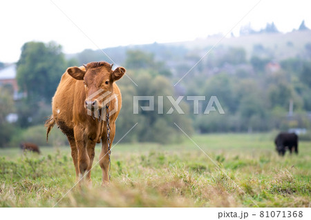 Brown milk cow grazing on green grass at farm grassland. Brown milk cow grazing on green grass at farm grassland. 81071368
