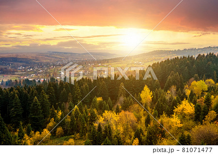 View from above of dense pine forest with canopies of green spruce trees and colorful yellow lush canopies in autumn mountains at sunset. 81071477