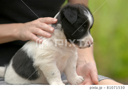 Close up of a woman holding small puppy on her lap. 81071530