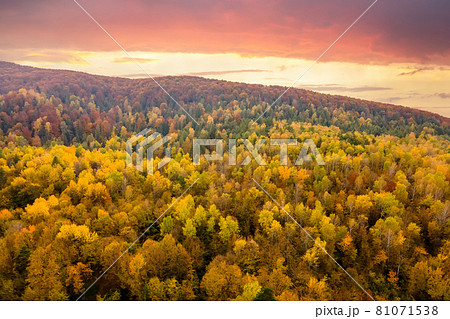 Aerial view of high mountain hills covered with dense yellow forest and green spruce trees in autumn. 81071538