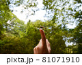 指にとまったトンボ 81071910