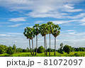 Sugar palms trees 81072097