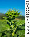 Sunflower 81072098