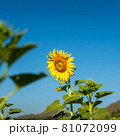 Sunflower 81072099