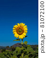 Sunflowers 81072100