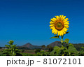Sunflowers 81072101