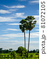Sugar palms trees 81072105