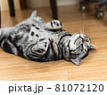 猫 動物 鍬 81072120