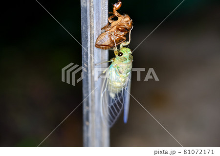 ミンミンゼミの羽化 ミンミンゼミの羽化 81072171