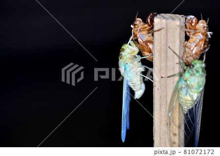 ミンミンゼミの羽化 81072172