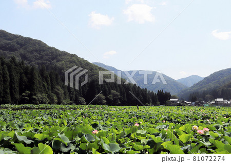 花はす公園(福井県 南越前町) 花はす公園(福井県 南越前町) 81072274