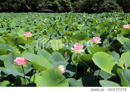 花はす公園(福井県 南越前町) 花はす公園(福井県 南越前町) 81072276