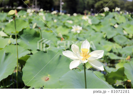 花はす公園(福井県 南越前町) 花はす公園(福井県 南越前町) 81072281