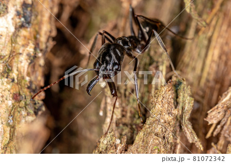 Adult Trap-jaw Ant 81072342
