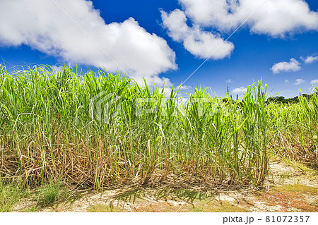 真夏の沖縄サトウキビ畑 青い空と雲の写真素材