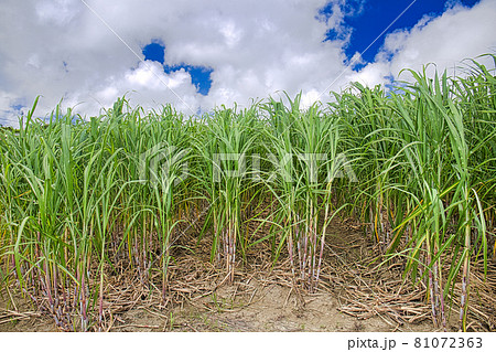 真夏の沖縄サトウキビ畑。青い空と雲 真夏の沖縄サトウキビ畑。青い空と雲 81072363