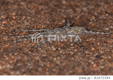 Small Bark Hunter Small Bark Hunter 81072394