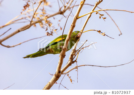 Yellow chevroned Parakeet Yellow chevroned Parakeet 81072937