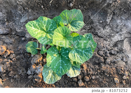 Pumpkin tree growing in the garden 81073252