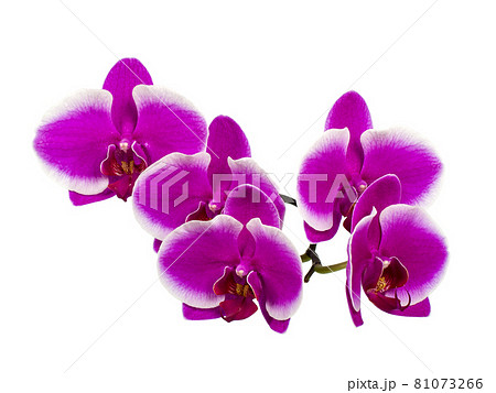 Dark lilac orchid branch Dark lilac orchid branch 81073266