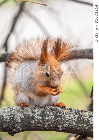 The squirrel with nut sits on a branches in the spring or summer. The squirrel with nut sits on a branches in the spring or summer. 81073314