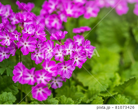 Japanese primrose, Primula sieboldii, Known also as Asiatic primrose and Cortusoides primula. Another scientific name is Primula patens. 81073426