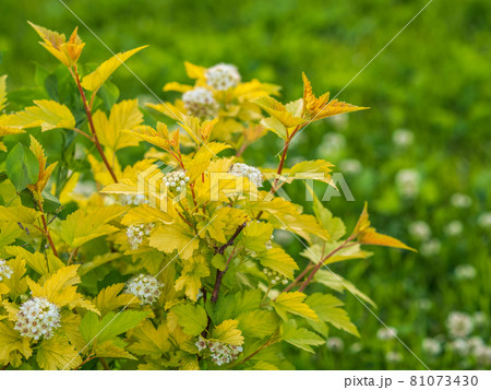 flowering hawthorn bushes in Spring. Delicate white flowers on a branch with juicy green leaves close-up. 81073430