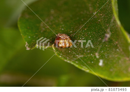 Assassin Bug Eggs 81073493