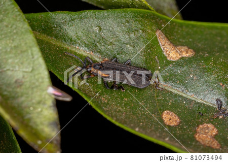 Adult Leaf Beetle Adult Leaf Beetle 81073494