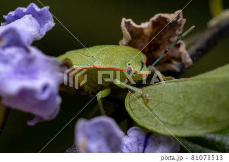 Adult Green Stink Bug 81073513