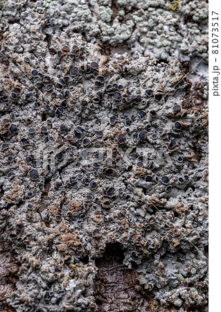 Common Lichen Texture Common Lichen Texture 81073517