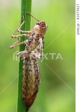 Dragonfly exuvia attached to plant stem close up Dragonfly exuvia attached to plant stem close up 81073627