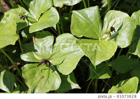 Birthwort leaves and fading flowers Birthwort leaves and fading flowers 81073628