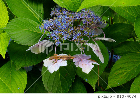 紫陽花寺で葉っぱに囲まれひっそりと咲くガクアジサイにとまる尻尾を全部見せた二ホンカナヘビ 81074074