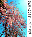 しだれ桜と空 81074079