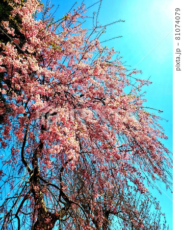 しだれ桜と空 しだれ桜と空 81074079