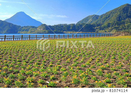 【鹿児島県】晴天下の花畑と開聞岳 81074114