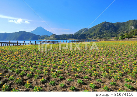 【鹿児島県】晴天下の花畑と開聞岳 81074116