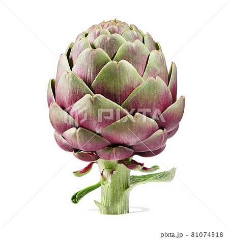 Fresh purple artichoke isolated on white background 81074318