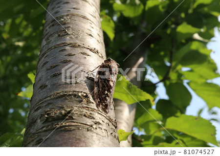 ニイニイゼミ 81074527