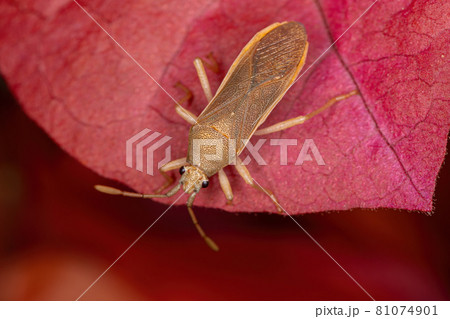 Adult Pentatomomorph Bug 81074901