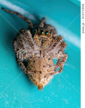 Female Adult Pantropical Jumping Spider Female Adult Pantropical Jumping Spider 81074906