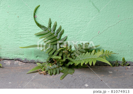 Ladder Fern Plant Ladder Fern Plant 81074913